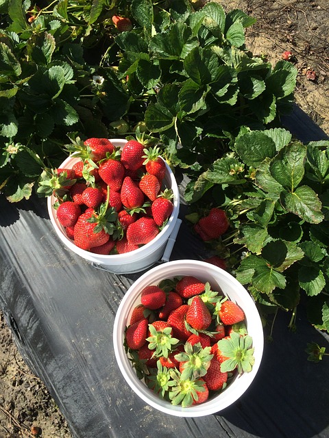 Strawberries Strawberry Picking Farm  - tolltraxx / Pixabay
